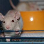 Babyweibchen_beige1711