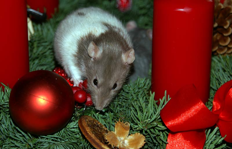Advent_Rieke4433