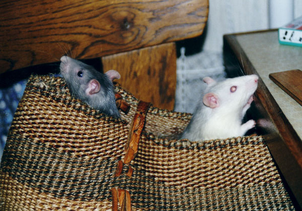 Taschenratten