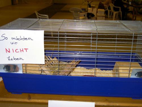 Meerschweine beschweren sich