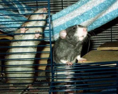 Malik und Jaron