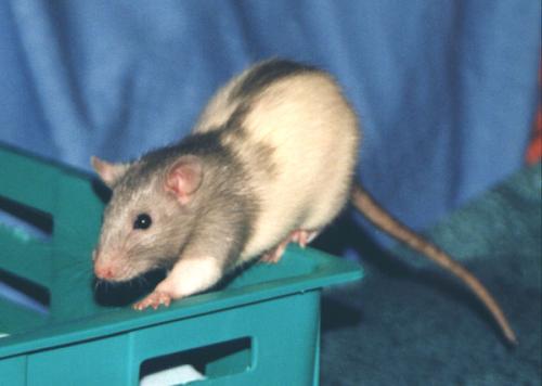 Joel