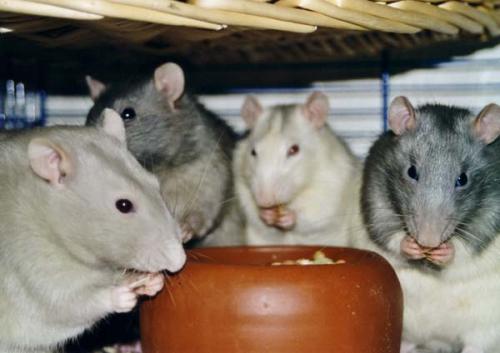 Diego, Leon, Raik, Joel