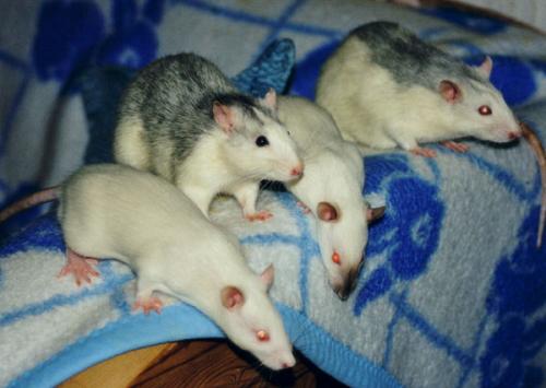 Semjon, Jannik, Hakim, Raik