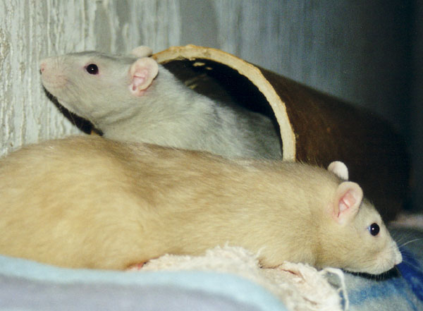 Lukas und Diego