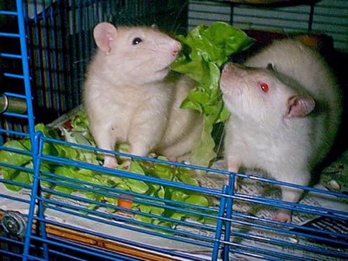 Die Schlacht am Salatbuffet (Lukas/Hakim)