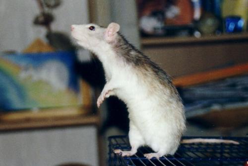Laika wittert
