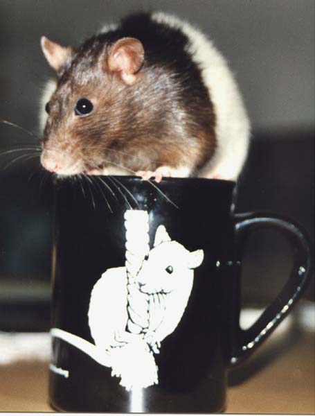 Rattige Tasse mit passendem Deckel