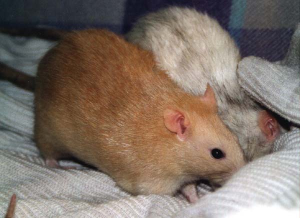Monja und Zoe suchen Ostereier
