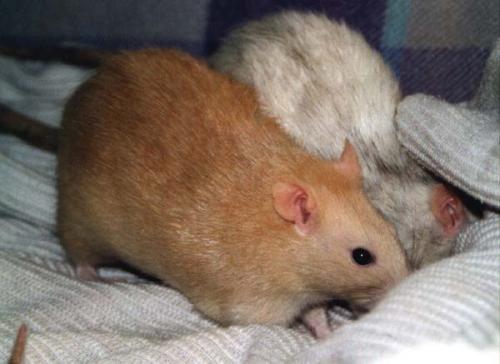 Monja und Zoe suchen Ostereier