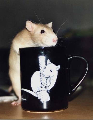Hmm, lecker Rotbuschtee