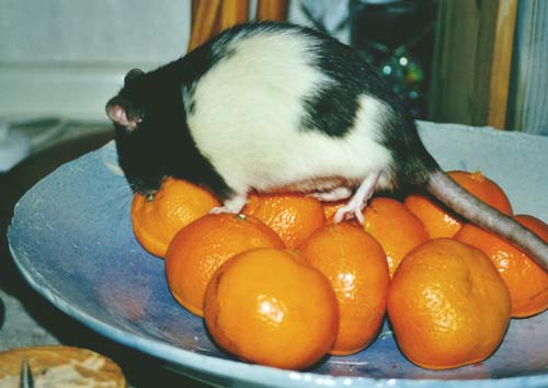 Lisanne beim Clementinenklauen