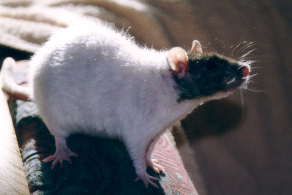 Zottelchen Milena