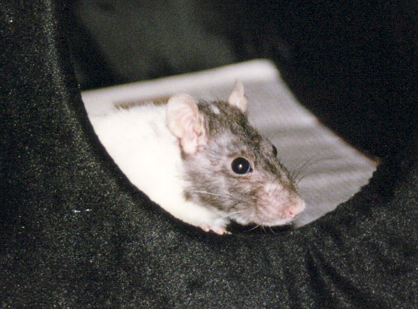 Milena in der Katzenhöhle