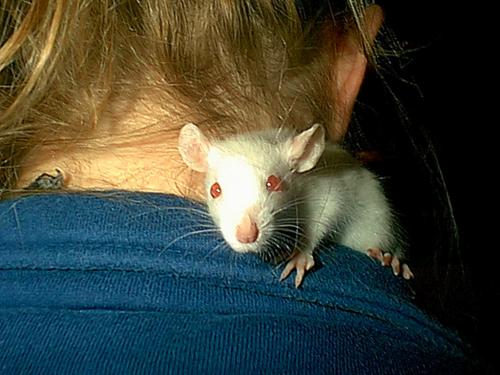 Baby Pinky