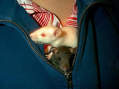 Pinky mit seinem Bruder Brain