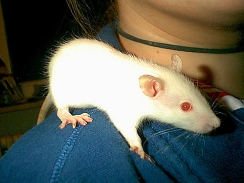 Nochmal Baby Pinky