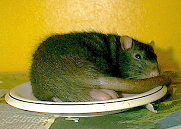 Ratte als Vorspeise gefällig?