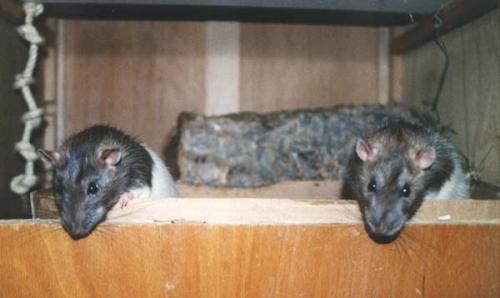 Sina & Pünktchen