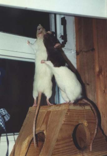 Nele & Bonnie
