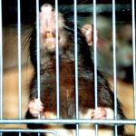 Hinter Gittern - Der Rattenknast ;-)