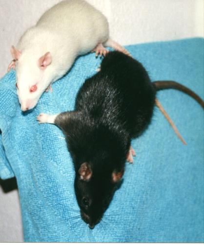 Jeanny & Janka