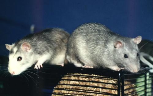 Mika & Leon