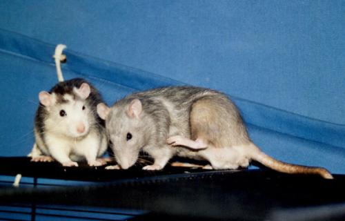 Mika & Merlin