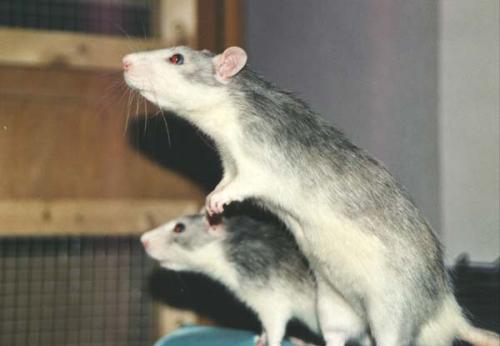 Mika & Merlin
