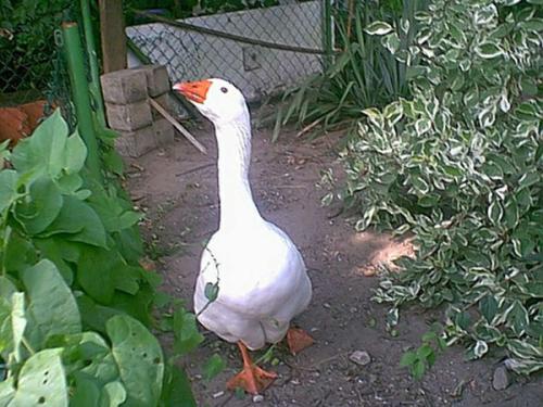 ganterich