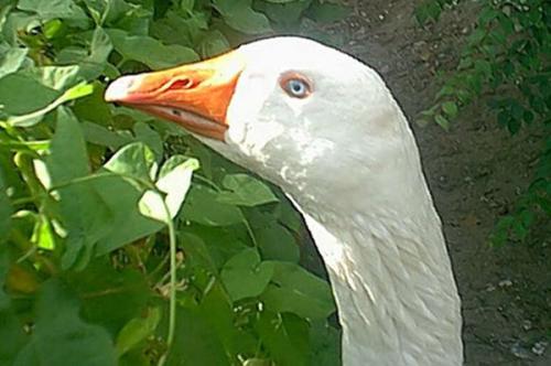 ganterich1