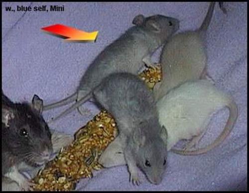 vermittelt
