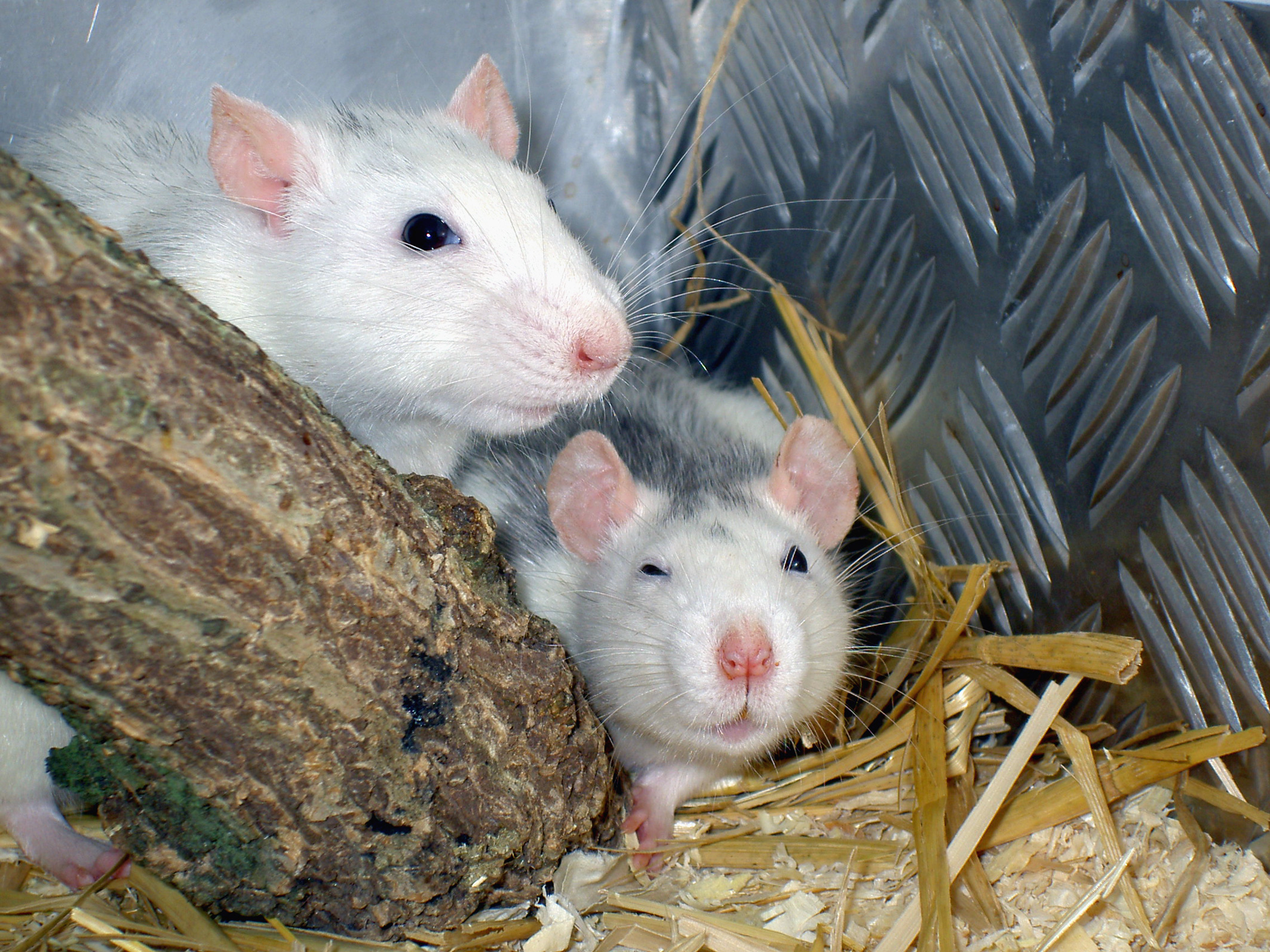 Tierheim Hemmstr.
vermittelt