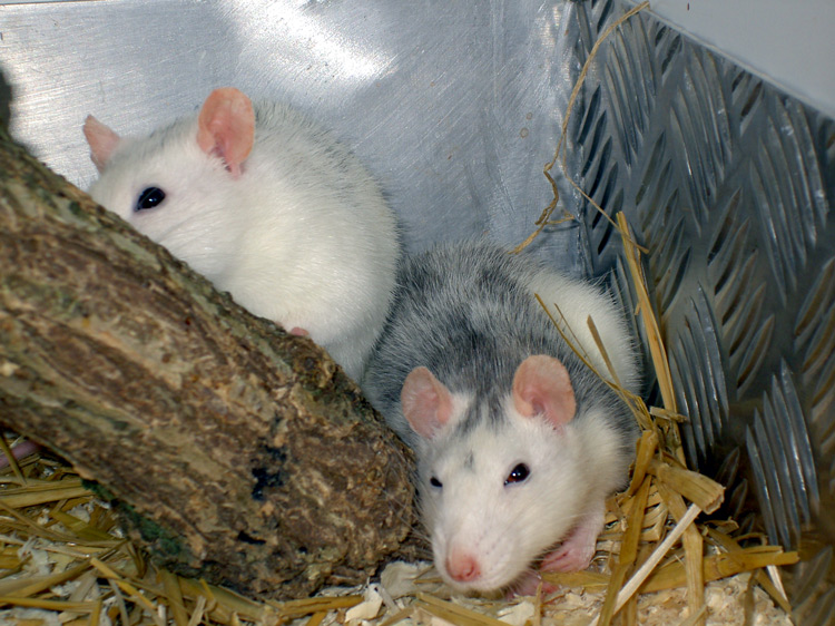 Tierheim Hemmstr.
vermittelt