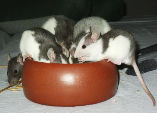 Unsere Babyböckchen aus dem Landshuter Notfall sind alle vermittelt