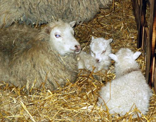 Blauäugige Mama mit Lämmchen