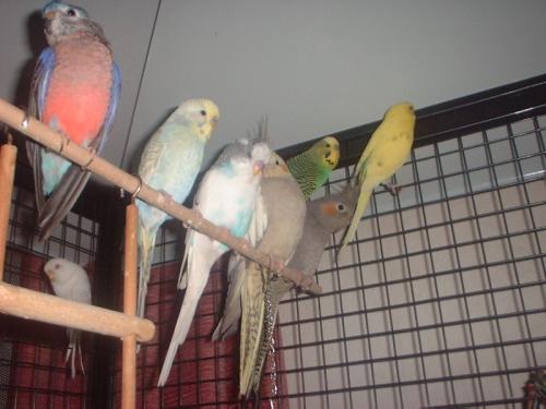 Micky, Lucy, Lara, Coco, Lilli, Tweety