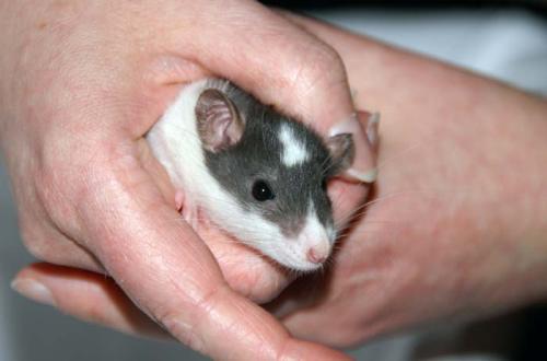 hamster1310