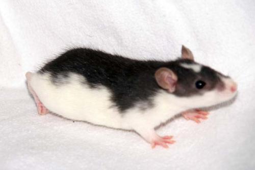 hamster1311