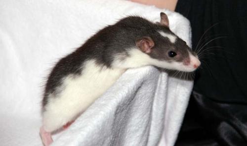 hamster1336