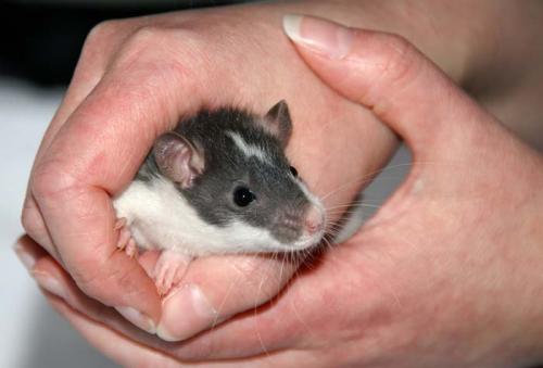 Babyweibchen_wurf1_1313