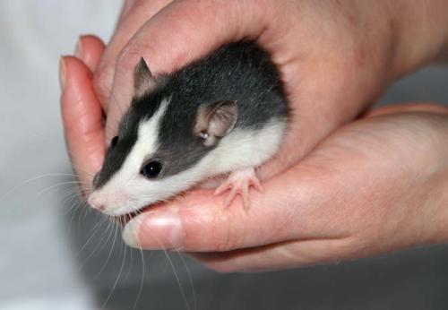 Babyweibchen_wurf1_1314