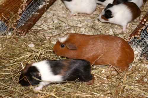 süße Schweinis