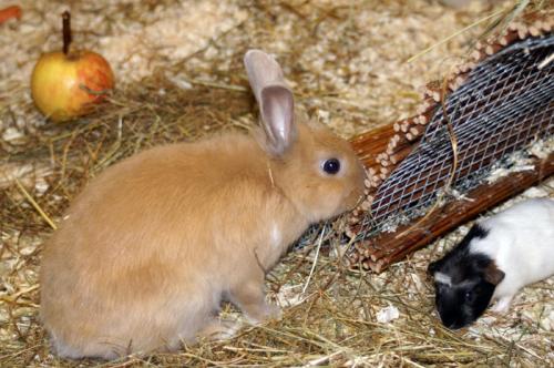 und Kaninchen