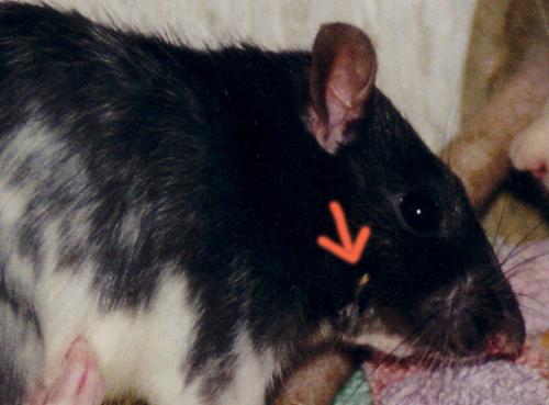 Hier kann man schon den Zahn sehen, der seitlich aus der Backe herausgewachsen ist