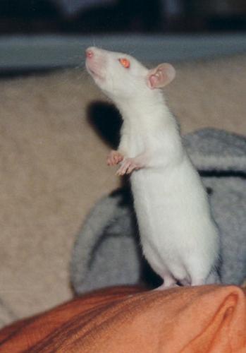 Erdmännchen