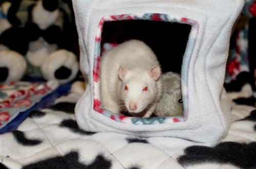 Amy testet alle Kuschelhäuschen