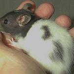 Eine Handvoll Baby-Ratte