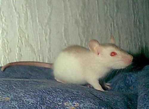 Shalin ist 6 Wochen alt und grad mal so groß, wie andere Ratten mit 4 Wochen schon sind