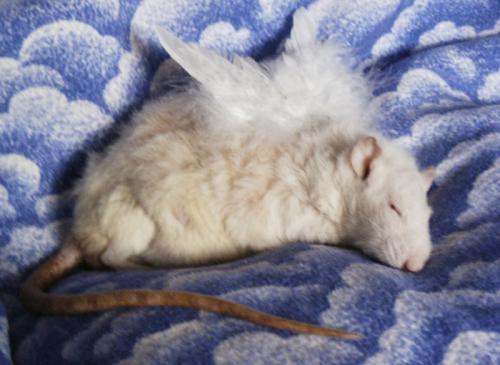 Mein schlafender Rattenengel - Anjo